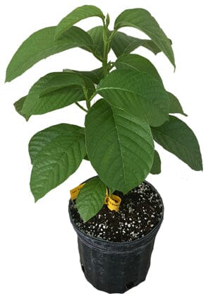 Giant Granadilla plant in a 1-gallon container by Everglades Farm, showing lush green foliage and sturdy stems.