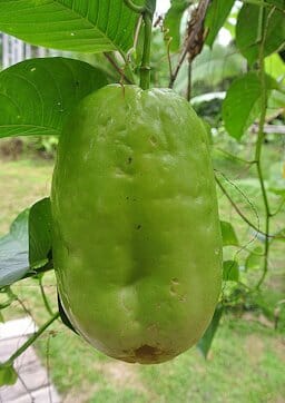 Giant Granadilla plant in a 1-gallon pot, grown by Everglades Farm, with lush green foliage and tall growth.