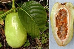 Giant Granadilla plant by Everglades Farm in a 1-gallon container, 12-18 inches tall, lush green foliage with fruit.