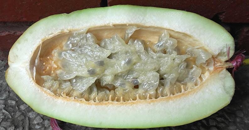 Giant Granadilla plant from Everglades Farm in a 1-gallon container, 12-18 inches tall with lush green leaves.