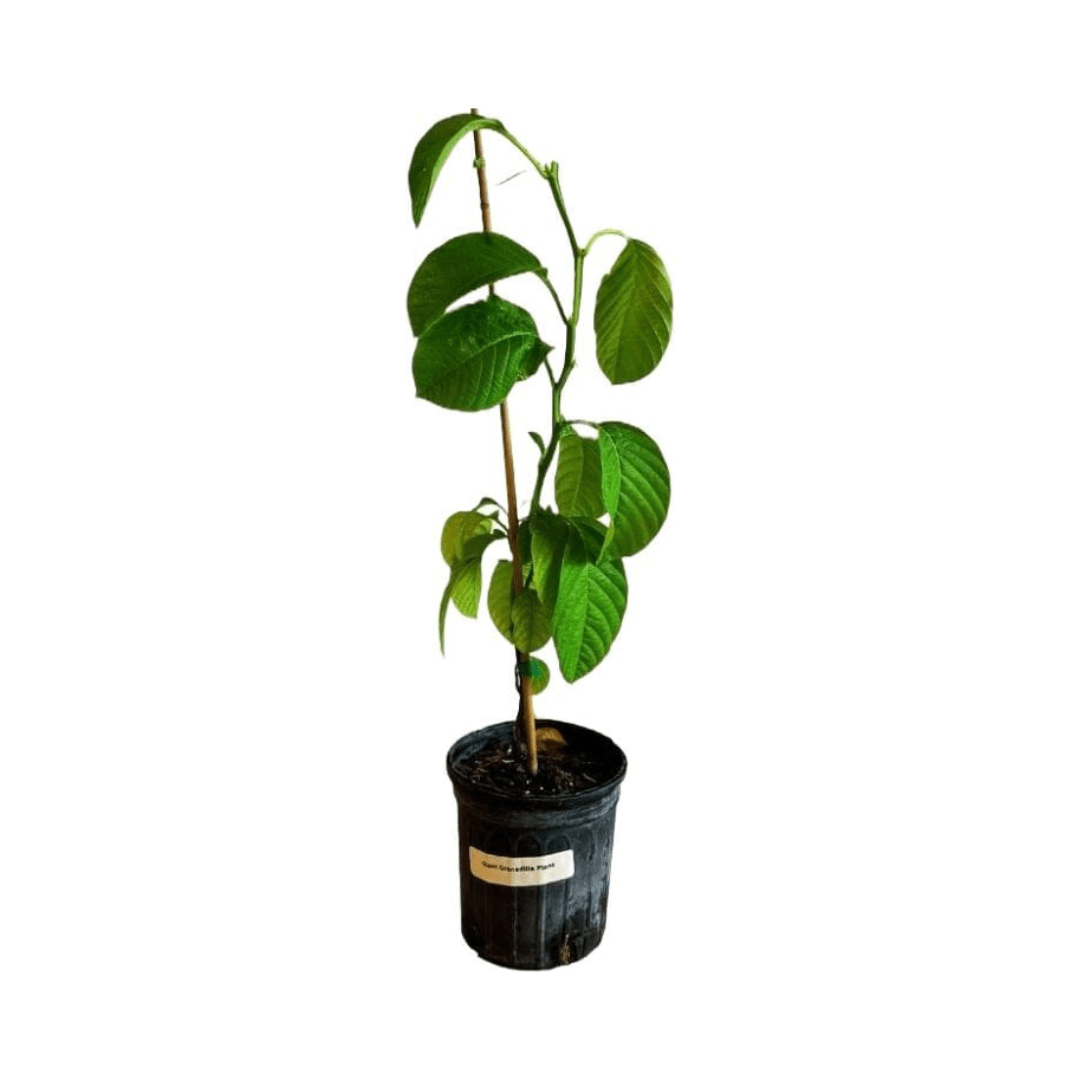 Giant Granadilla plant from Everglades Farm, 12-18 inches tall in a 1-gallon container, with lush green leaves and vibrant fruiting branches.