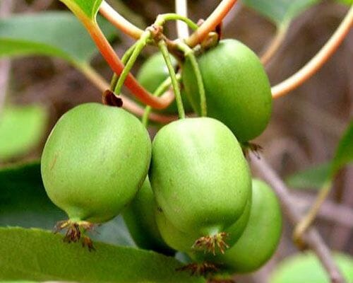 Everglades Farm Issai Kiwi self-fertile female plant in 1-gallon size, showing lush green foliage and healthy growth.