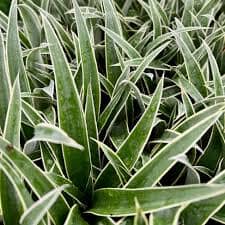 Juicy pineapple plant from Everglades Farm, 12-18 inches tall, 1-gallon size, Ananas comosus with lush green leaves