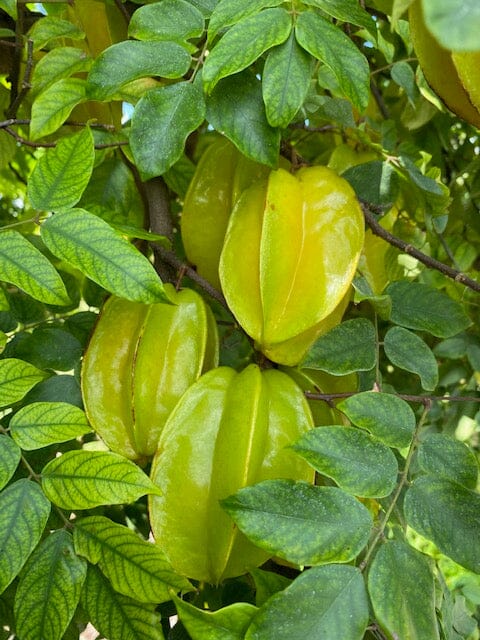 Grafted Kary Star Carambola fruit tree by Everglades Farm, 12-18 inch, 1-gallon size, showing the lush green fruit and healthy branches.