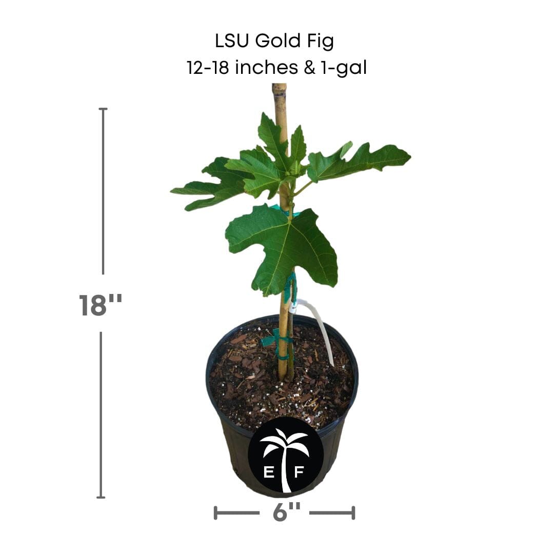 Everglades Farm LSU Gold Fig Tree with ripe golden figs, 12-18 inch Ficus carica 'LSU Gold' for your garden.