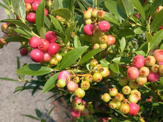 Everglades Farm Pink Lemonade Blueberry plant, 12-18 inch 1-gallon shrub with vibrant leaves, perfect for garden cultivation.