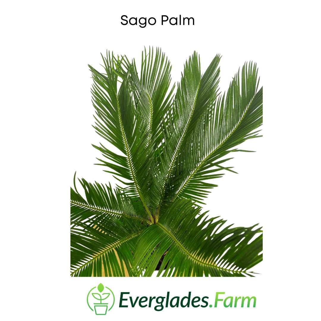 Everglades Farm Sago Palm Tree in 3-gallon container, 3 feet tall, with lush green fronds and thick trunk, ready for planting.