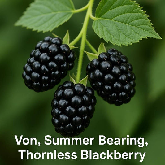 Everglades Farm Von summer-bearing thornless blackberry plant in 1-gallon size, 12-18 inches tall, healthy and ready to plant