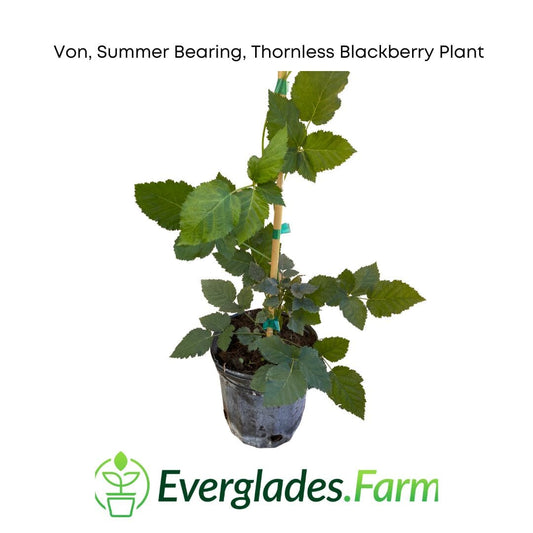 Everglades Farm Von summer-bearing thornless blackberry plant in a 1-gallon container, 12-18 inches tall, ready for planting.