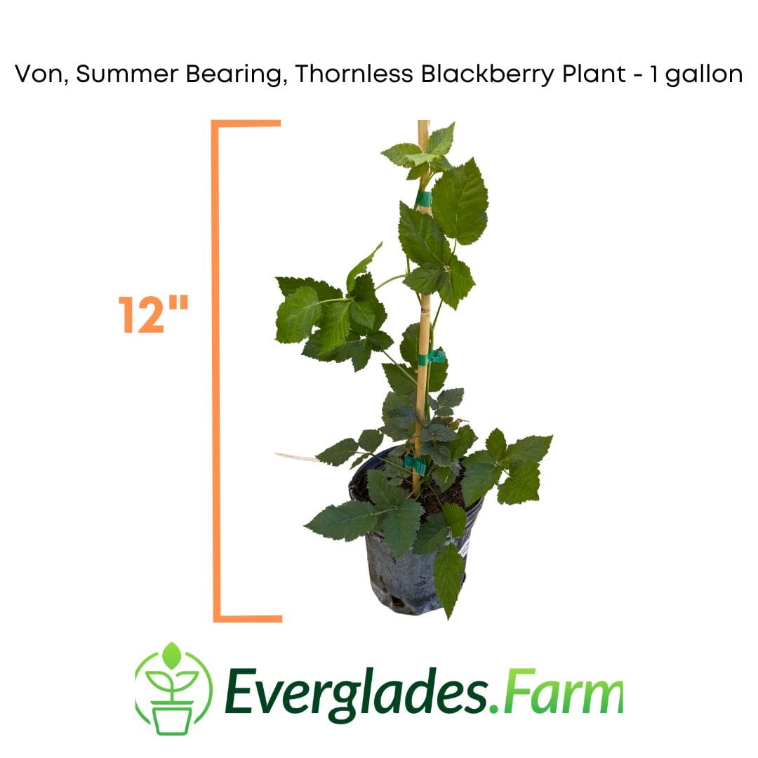 Everglades Farm Von summer-bearing thornless blackberry plant, 12-18 inches, 1-gallon size, healthy and ready to grow.