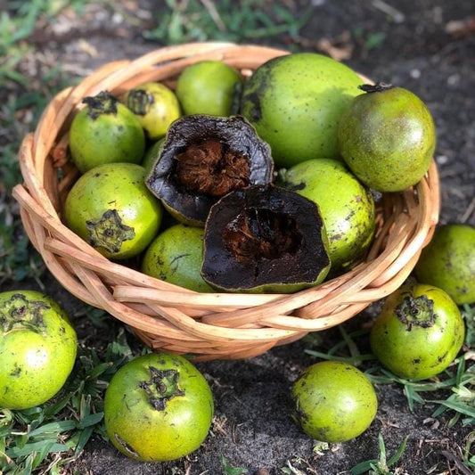 Grafted Wilson Black Sapote tree from Everglades Farm, 12-18 inches tall in a 1-gallon container, ready for planting.
