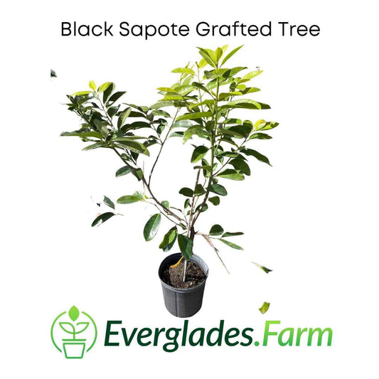 Grafted Wilson Black Sapote tree from Everglades Farm, 12-18 inches tall in a 1-gallon container, ready for planting.