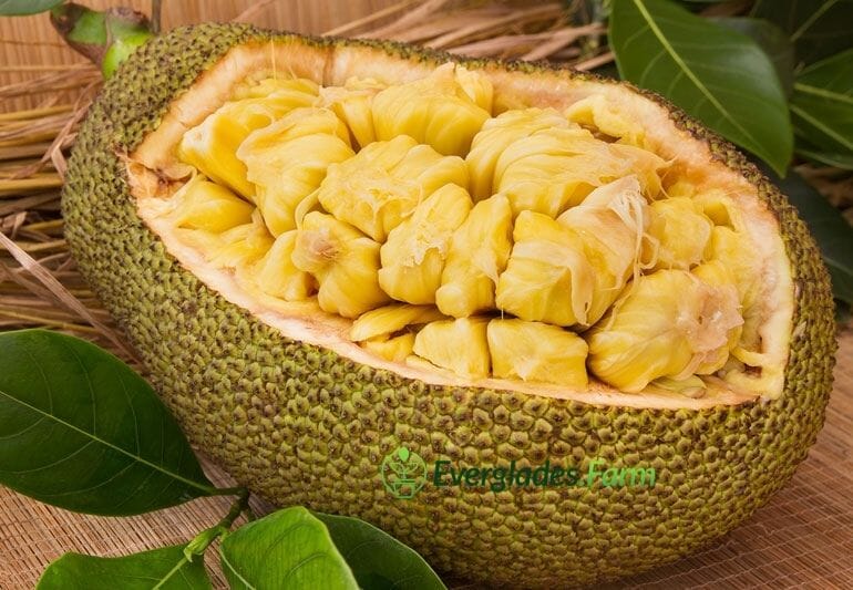 Dwarf Dang Rasimi Jackfruit tree from seedlings, 18-24 inches tall, grown by Everglades Farm, with lush green leaves and sturdy trunk.