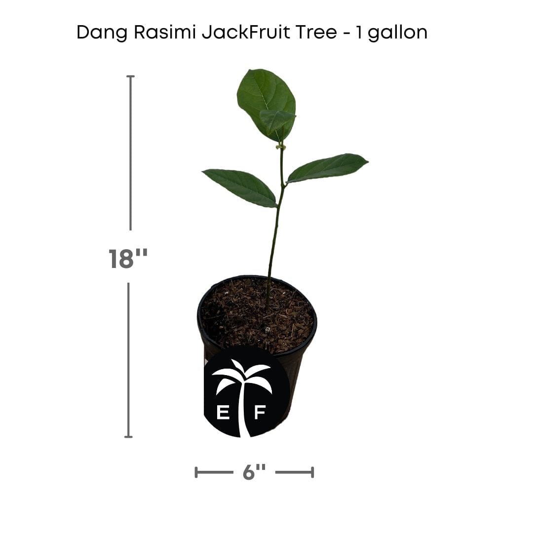 Everglades Farm Dang Rasimi dwarf jackfruit tree seedling, 18-24 inches tall in 1-gallon pot, healthy and vibrant.