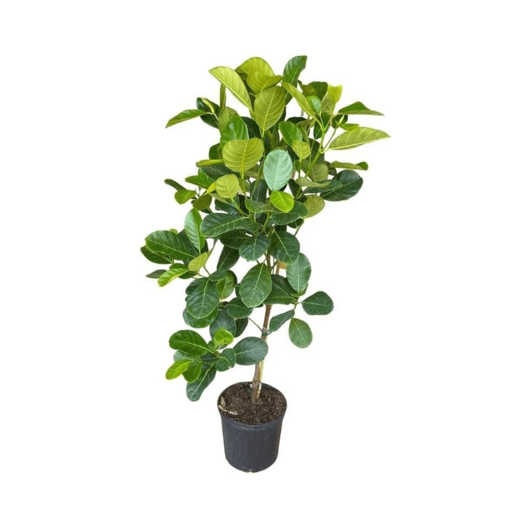 Everglades Farm Dang Rasimi dwarf jackfruit tree seedling, 18-24 inches tall, in a 1-gallon pot, ready for planting.