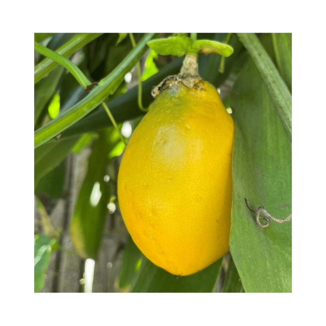 Ripe yellow Mountain Sweet Granadilla plant by Everglades Farm, Passiflora ligularis with lush green leaves and yellow fruit.