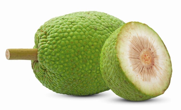 Air-layered Breadfruit Tree from Everglades Farm, 2-3 feet tall in a 3-gallon container, healthy and ready for planting.