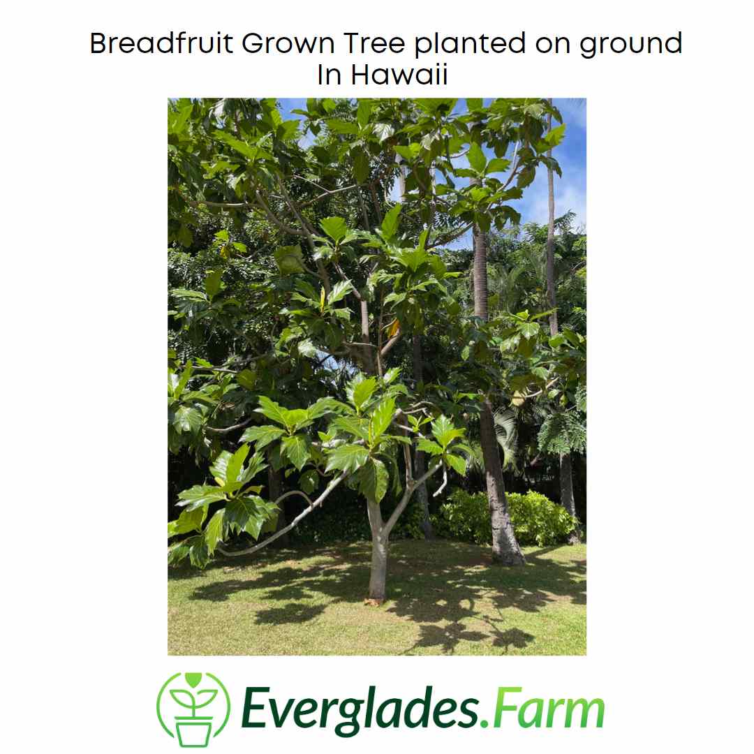 Air-layered Breadfruit Tree from Everglades Farm, 2-3 feet tall in a 3-gallon pot, healthy and lush for planting or landscaping.