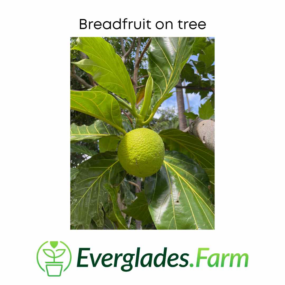Air-layered Breadfruit Tree from Everglades Farm, 2-3 feet tall in a 3-gallon container, healthy and ready for planting.