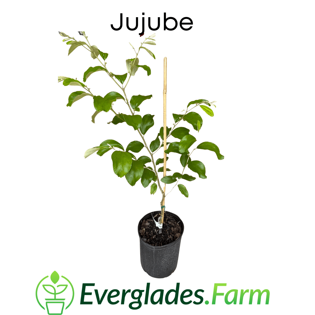 Grafted Jujube tree from Everglades Farm, 24-30 inches tall in a 1-gallon container, with lush green leaves and healthy branches.