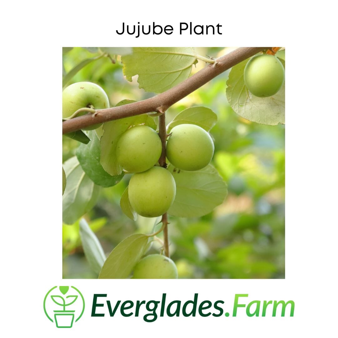 Grafted Jujube tree from Everglades Farm, 24-30 inches tall, in a 1-gallon container, ready for planting.