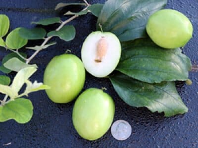 Grafted Jujube tree from Everglades Farm, 24-30 inches tall in 1-gallon container, healthy and lush with green foliage.