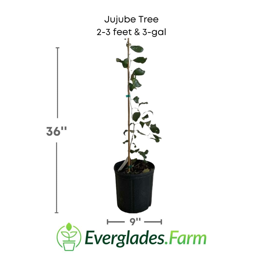 Grafted Jujube Tree from Everglades Farm, 24-30 inches tall in a 1-gallon container, ready for planting.