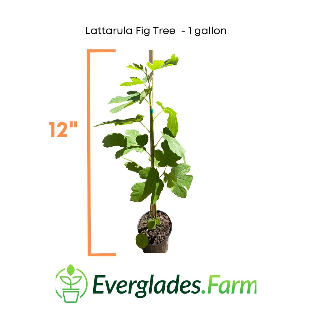Everglades Farm Lattarula Fig Tree in a 1-gallon container, showcasing lush green leaves and developing fruit on the small tree.