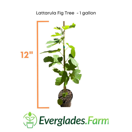 Everglades Farm Lattarula Fig Tree in a 1-gallon container, showcasing lush green leaves and developing fruit on the small tree.