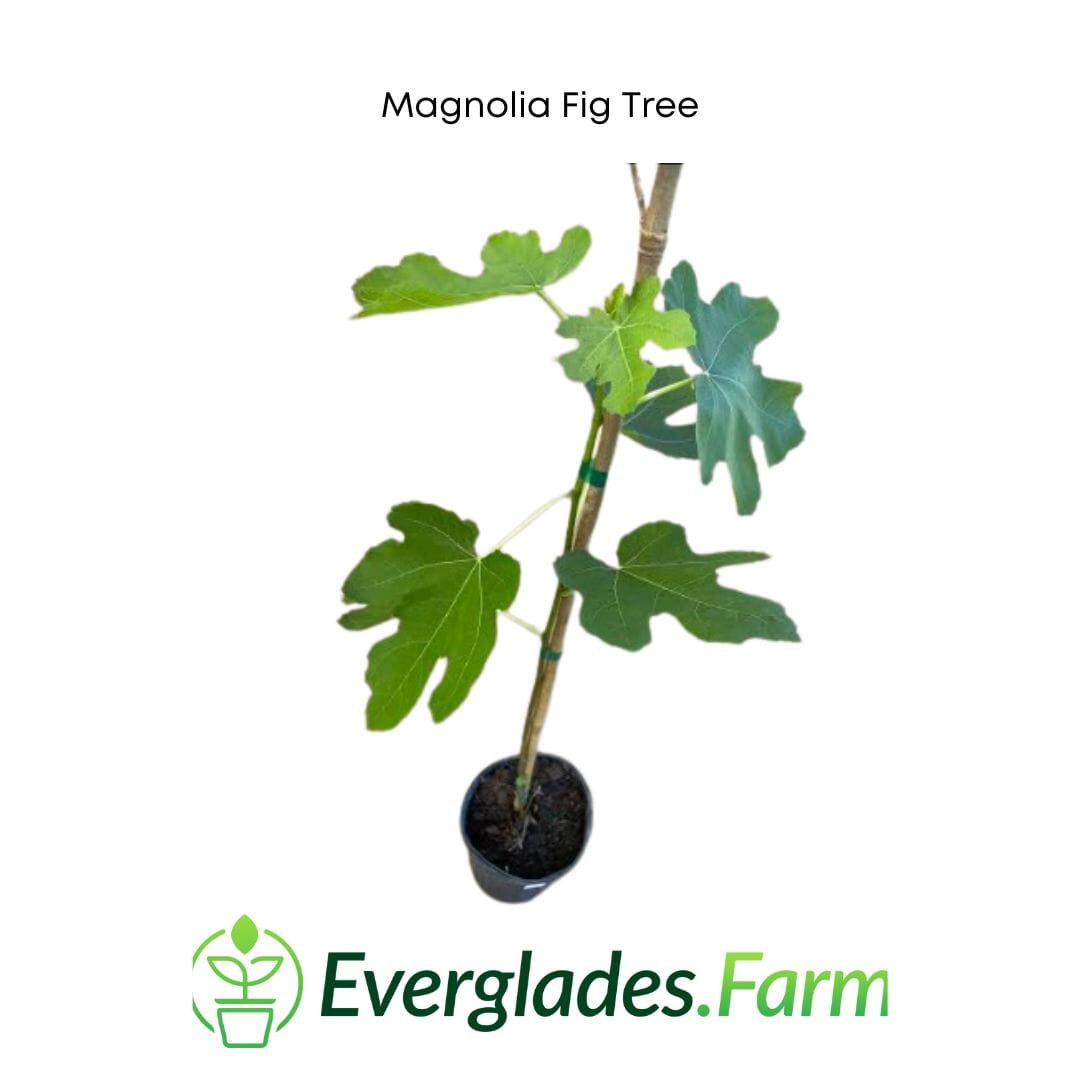 Everglades Farm Magnolia Fig Tree, 24-30 inches tall, 1-gallon size, healthy green foliage with a sturdy trunk.
