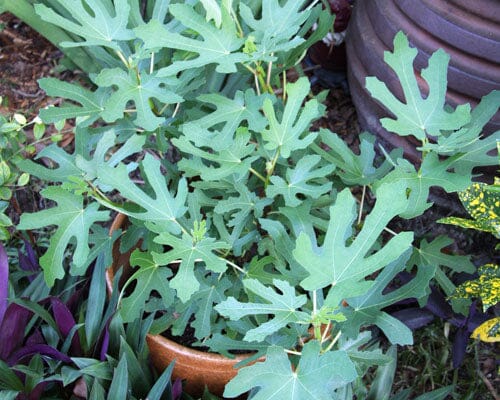 Everglades Farm 24-30 inch Magnolia Fig Tree in 1-gallon container, showing lush green foliage and healthy branches.
