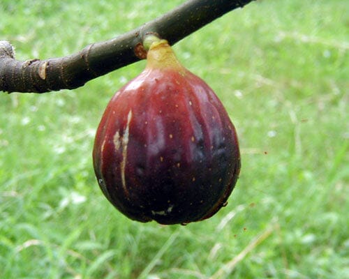 Everglades Farm Magnolia Fig Tree, 24-30 inches tall, in a 1-gallon container, with lush green foliage and developing fruit.