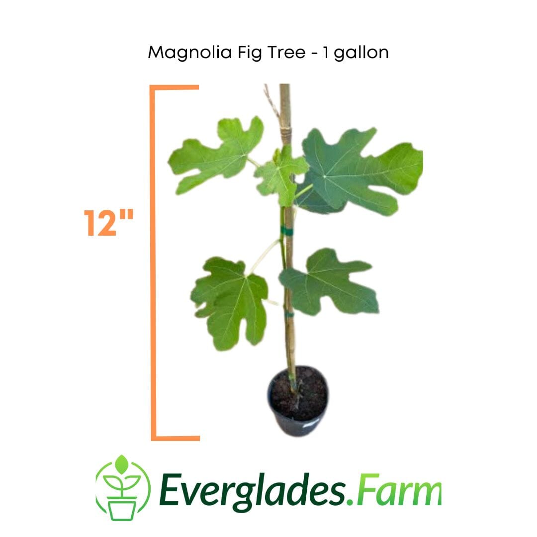 Everglades Farm 24-30 inch Magnolia Fig Tree in a 1-gallon container, showing lush green leaves and healthy growth.