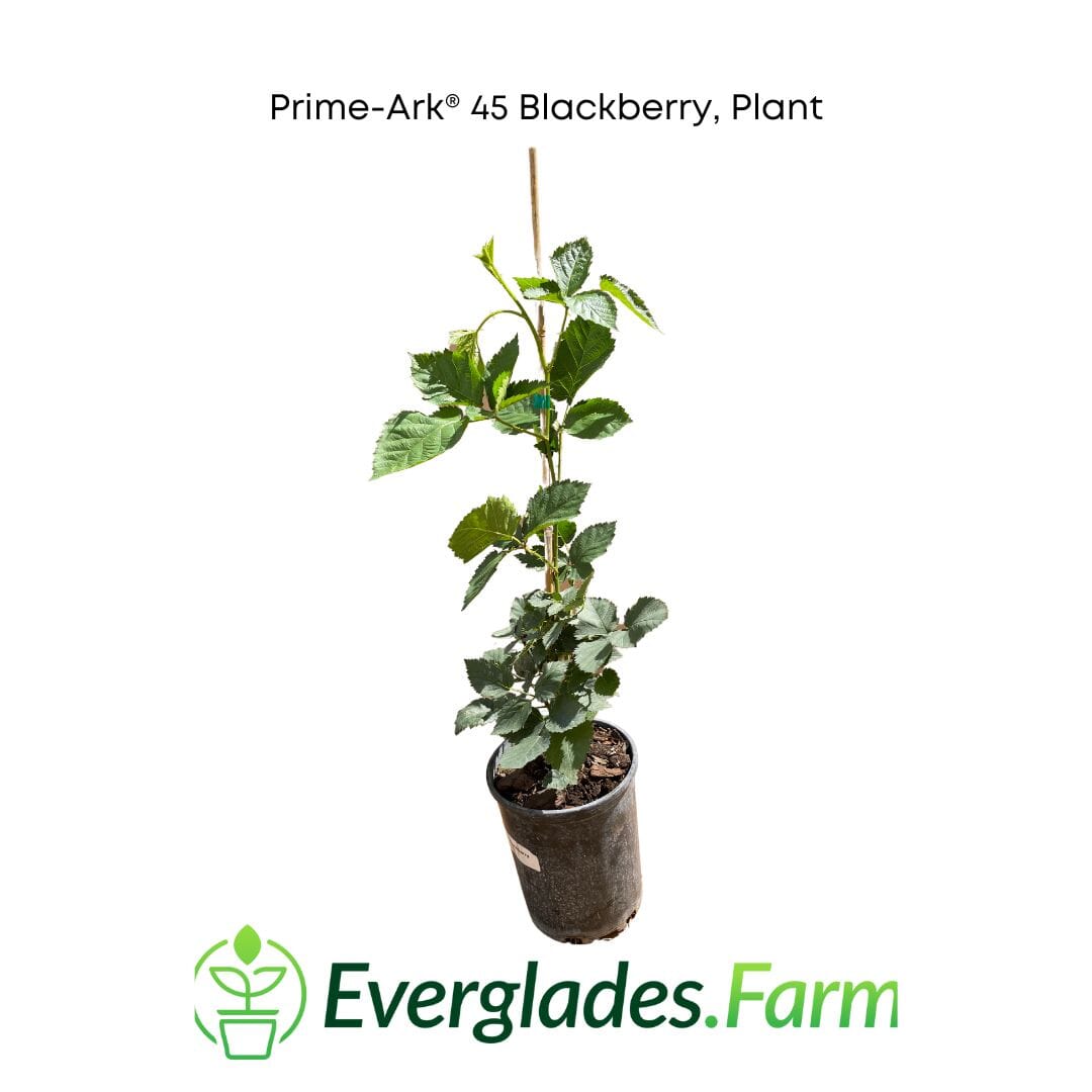 Everglades Farm Prime-Ark® 45 Blackberry Plant, 24-30 inches tall in a 1-gallon container, healthy and ready to grow.