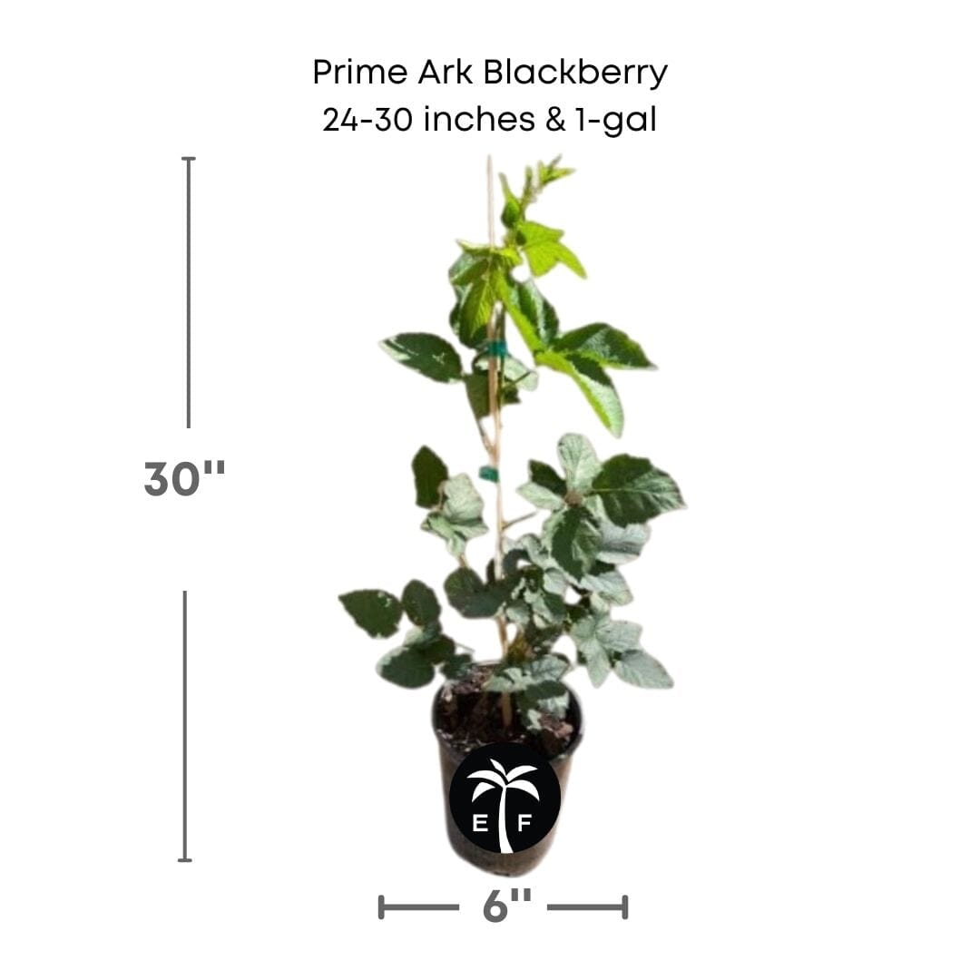 Everglades Farm Prime-Ark® 45 Blackberry plant, 24-30 inches tall, 1-gallon size, healthy and ready for planting.