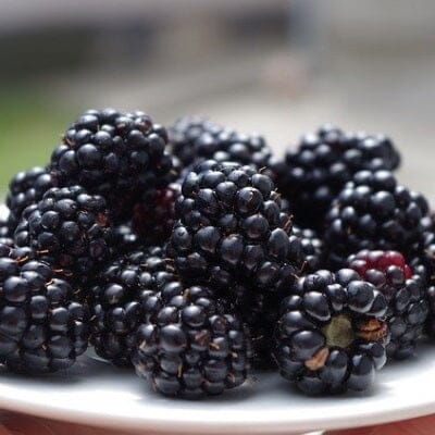 Everglades Farm Prime-Ark® 45 Blackberry Plant, 24-30 inches tall, 1-gallon size, healthy blackberry shrub ready for planting.