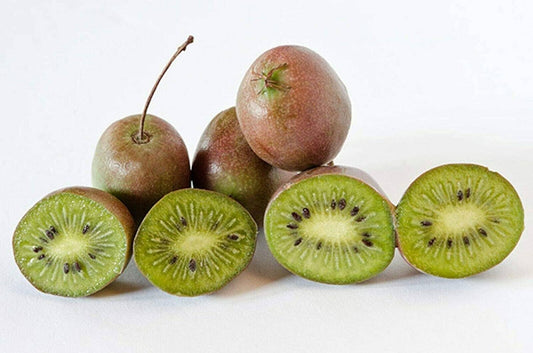 Everglades Farm Prolific Kiwi Hardy Plant with lush green leaves and small, ripe, sweet and tangy kiwi fruits in a garden setting.