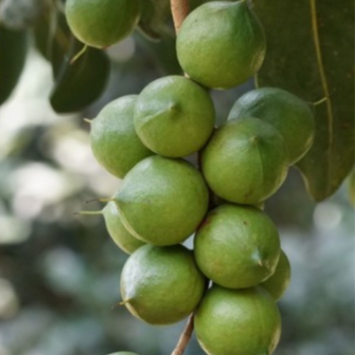 Everglades Farm Beaumont Macadamia Nut Tree Seedling, high-yield Macadamia Integrifolia hybrid for gardens, 4 feet tall.