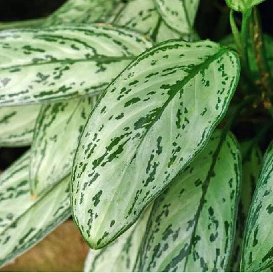 Aglaonema Queen Chinese Evergreen house plant in a 6-inch pot with lush green leaves, low maintenance indoor plant by Everglades Farm