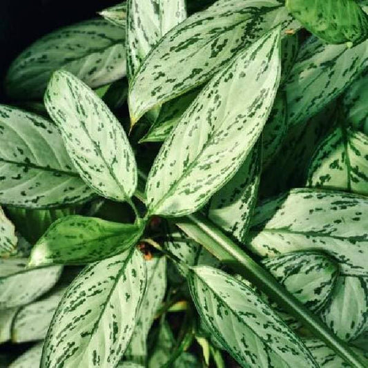 Aglaonema Silver Queen Chinese Evergreen house plant in a 6-inch pot with variegated silver and green leaves, low maintenance indoor plant