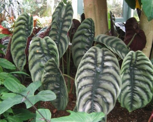 Alocasia Cuprea Red Secret tropical houseplant with vibrant red and green foliage in a 4-inch container.