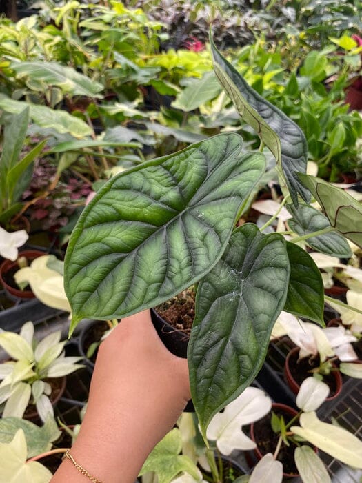 Alocasia Dragon Scale houseplant in a 4-inch pot with distinctive textured, exotic tropical leaves from Everglades Farm.