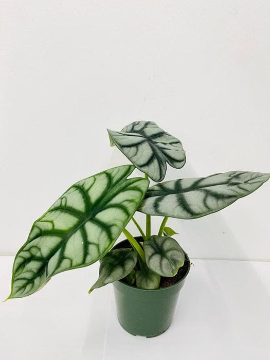 Everglades Farm Alocasia Silver Dragon tropical houseplant in 4-inch container with large silver-green leaves and striking foliage.