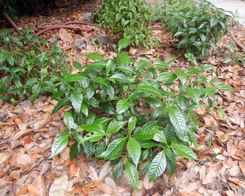 Dwarf Wild Coffee ‘Little Psycho’ native shrub by Everglades Farm, compact plant ideal for shade gardens with glossy green leaves