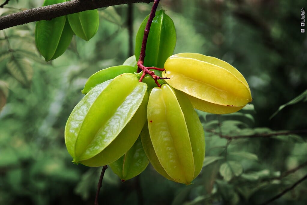 Grafted Arkin Star Carambola Fruit Tree from Everglades Farm, 1-2 feet tall in a 1-gallon pot, ready to grow fruit.