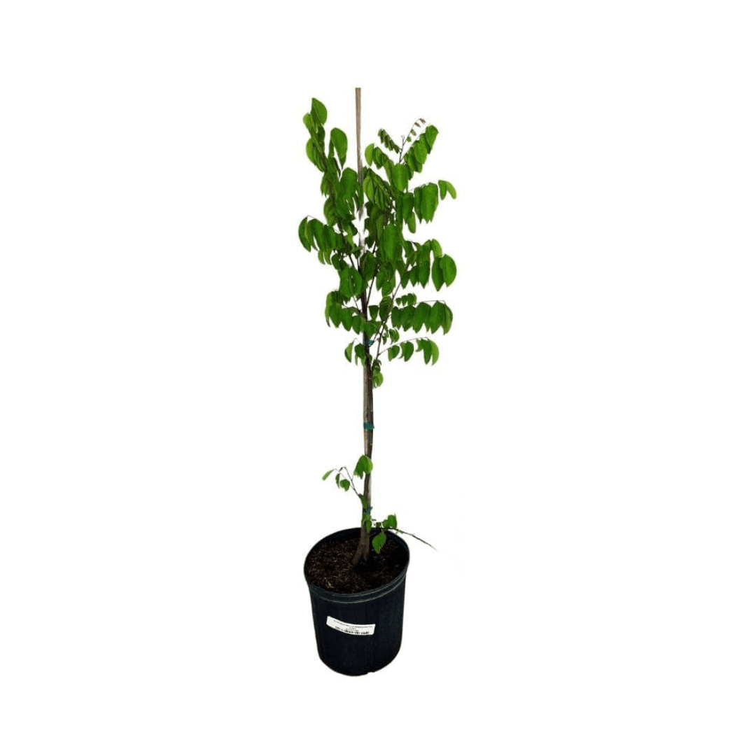 Grafted Arkin Star fruit Carambola tree from Everglades Farm, 1-2 feet tall, in a 1-gallon container, ready for planting.