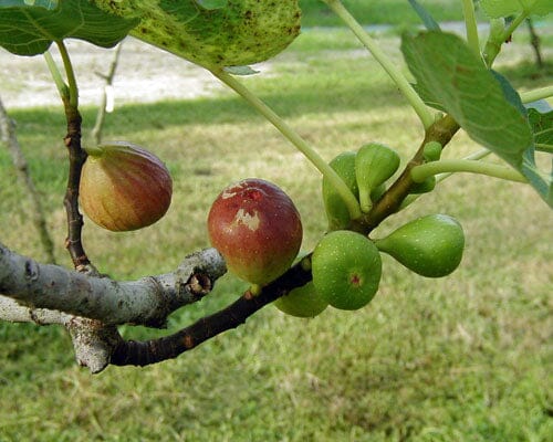 Dwarf Brown Turkey Fig Tree by Everglades Farm, 1-2 feet tall, potted fruit tree with lush green leaves and developing figs.