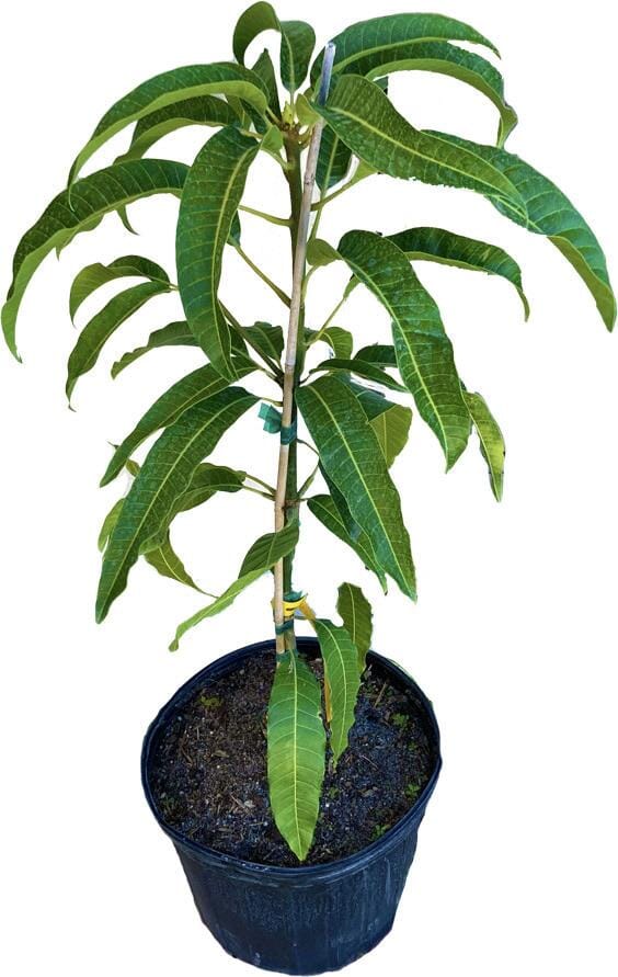 Grafted mango tree with Cabeza, Man's Head variety, young 1-2 foot Everglades Farm fruit tree in a 1-gallon container.