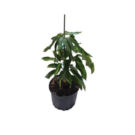 Grafted Carrie Dwarf Mango Tree from Everglades Farm, a small fruit tree with green foliage in a 1-gallon container.