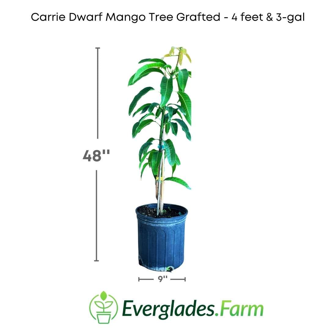 Grafted Carrie Dwarf Mango Tree from Everglades Farm, a 1-2 foot fruit tree in a 1-gallon pot, ready to grow in your garden.